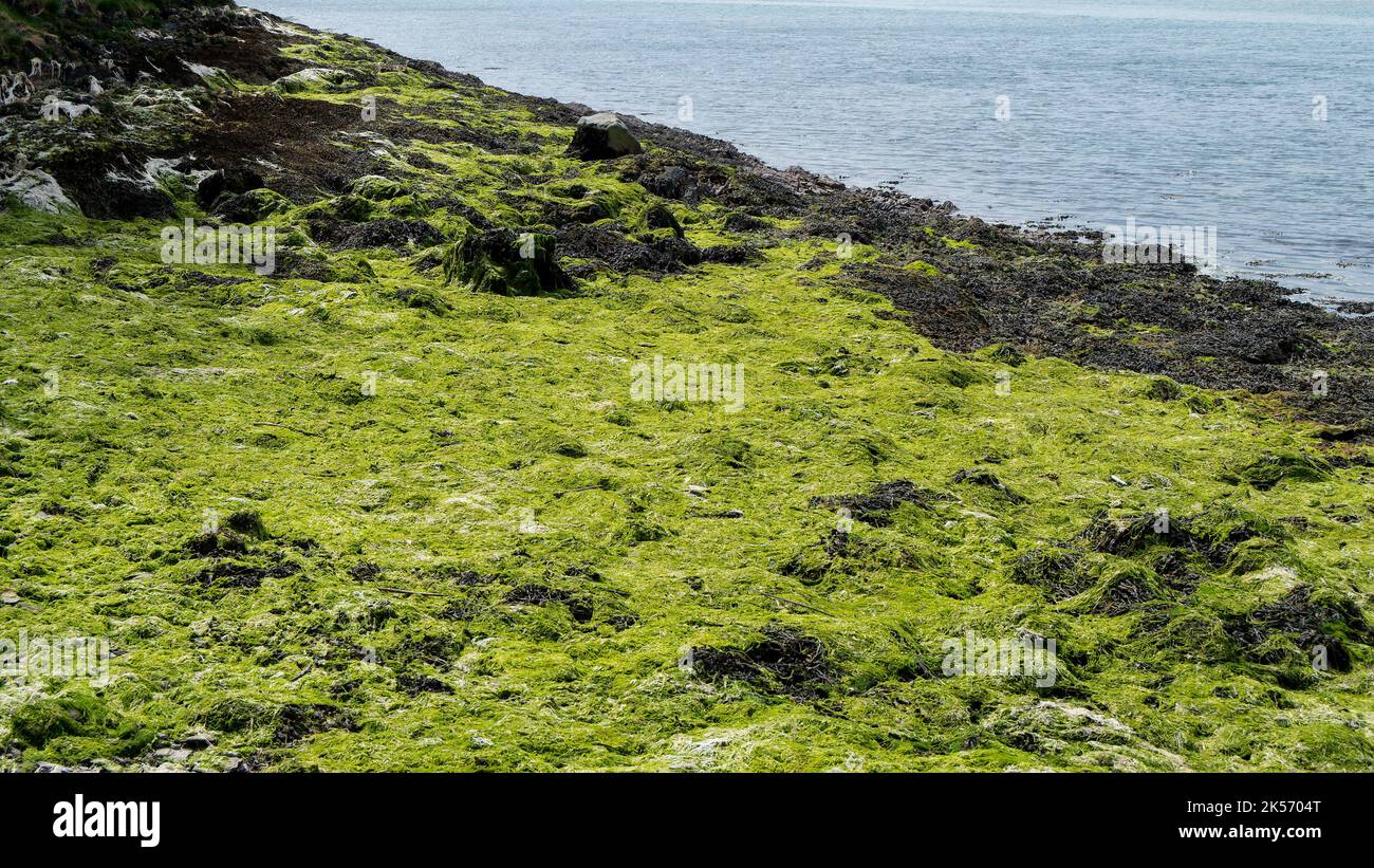 Alge Plus Rocks Water surface covered algae hi-res stock photography and images - Alamy