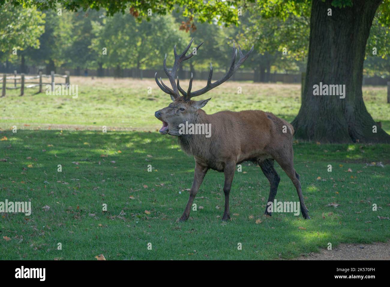 Red stag baying in autumn Stock Photo - Alamy