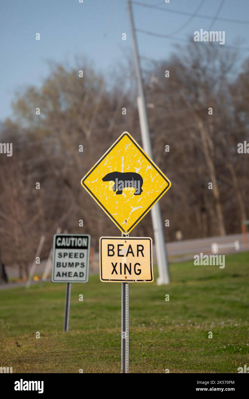 POVERTY POINT RESERVOIR, DELHI, LOUISIANA/USA FEBRUARY 20 2020 Bear