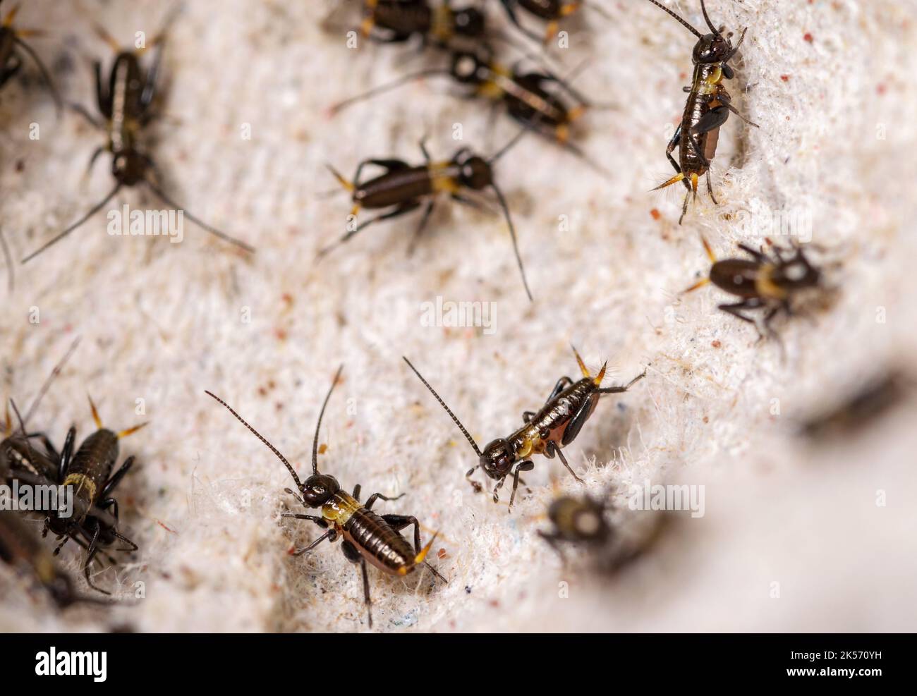 Breeding crickets. Small crickets after hatching in breeding. Food