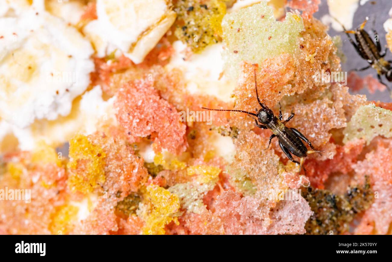 Breeding crickets. Small crickets after hatching in breeding. Food