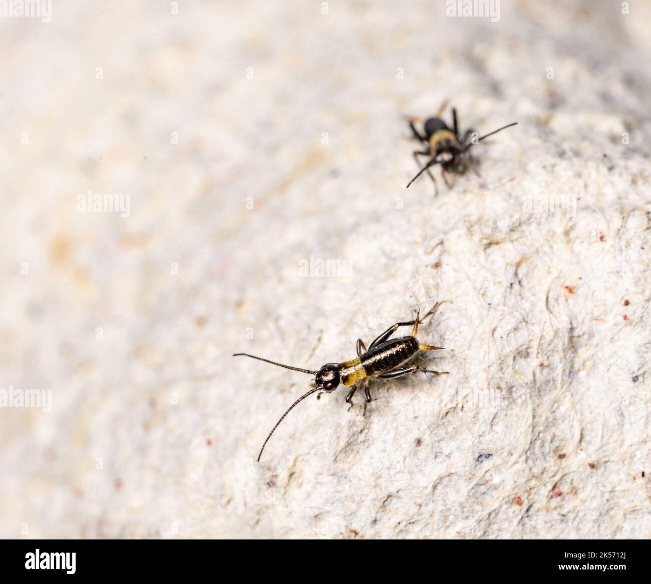 Breeding crickets. Small crickets after hatching in breeding. Food
