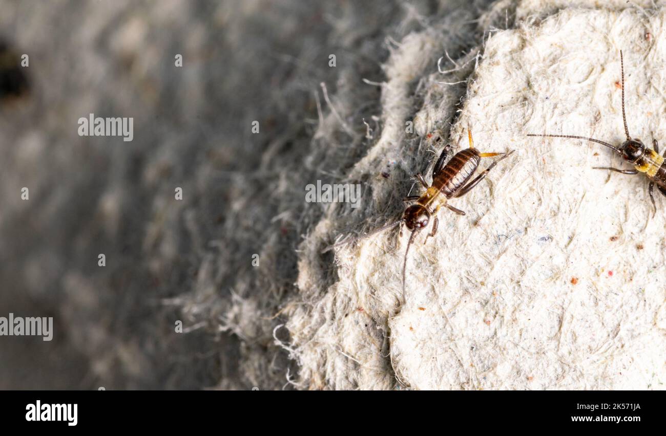 Breeding crickets. Small crickets after hatching in breeding. Food