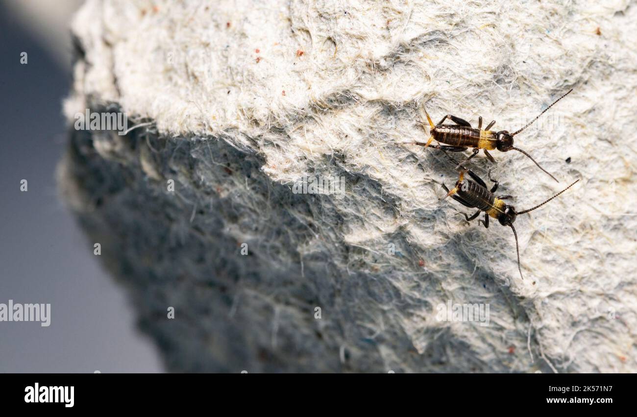 Breeding crickets. Small crickets after hatching in breeding. Food insects for lizards and