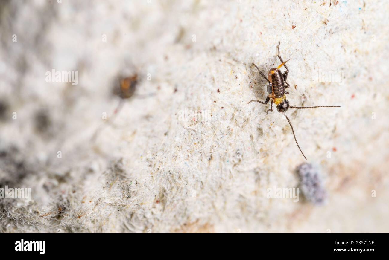 Breeding crickets. Small crickets after hatching in breeding. Food