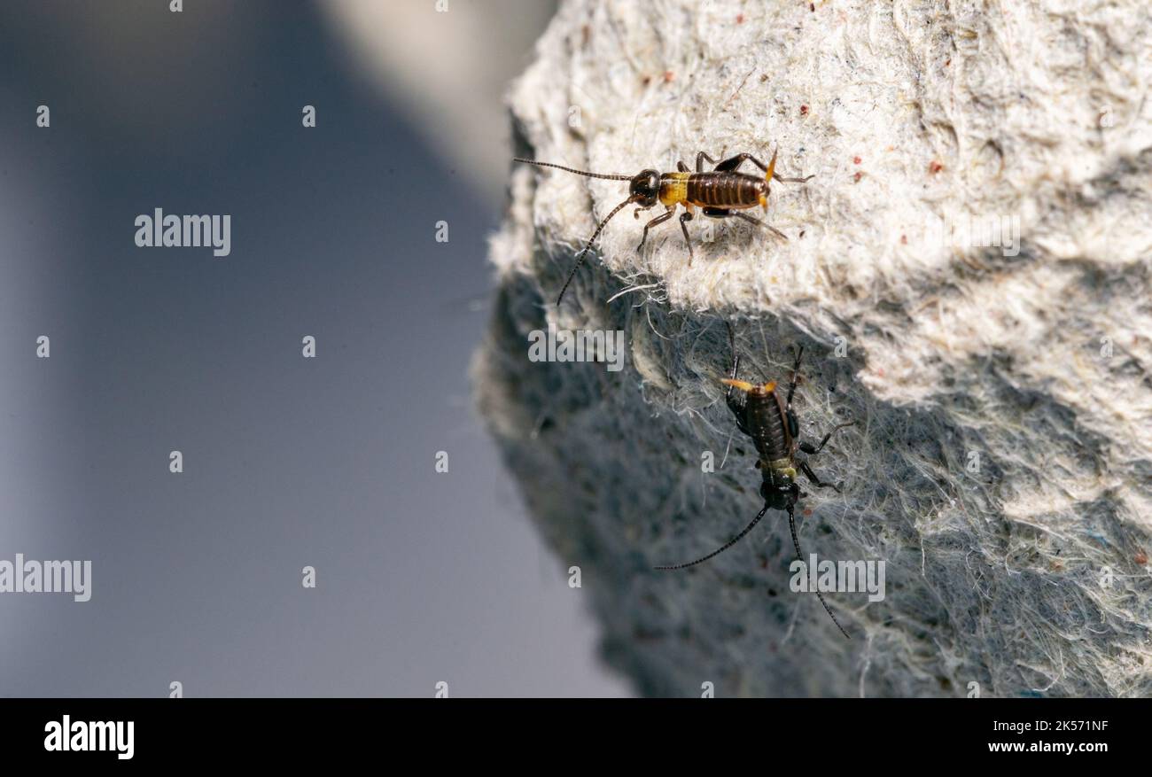 Breeding crickets. Small crickets after hatching in breeding. Food