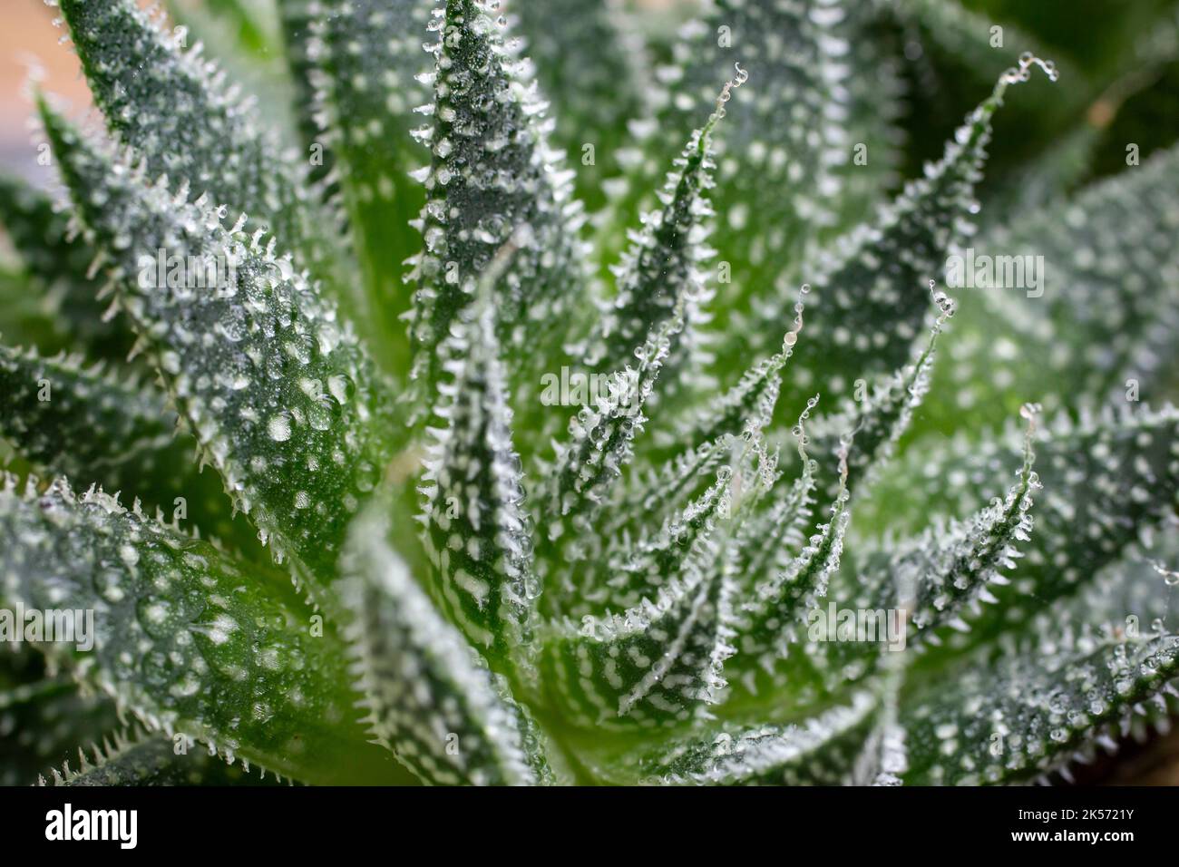 Aloe plant close up with water droplets, soft focus macro Stock Photo