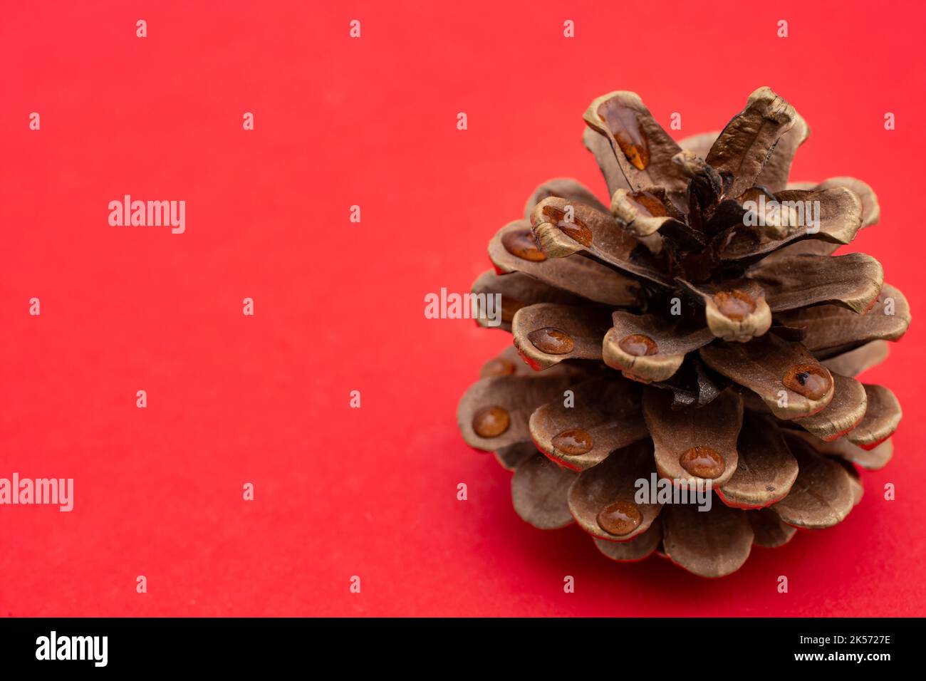 Pine cone close up hi-res stock photography and images - Alamy
