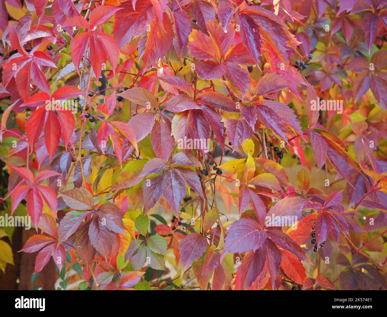 Natural fence background Virginia Creeper Stock Photo - Alamy