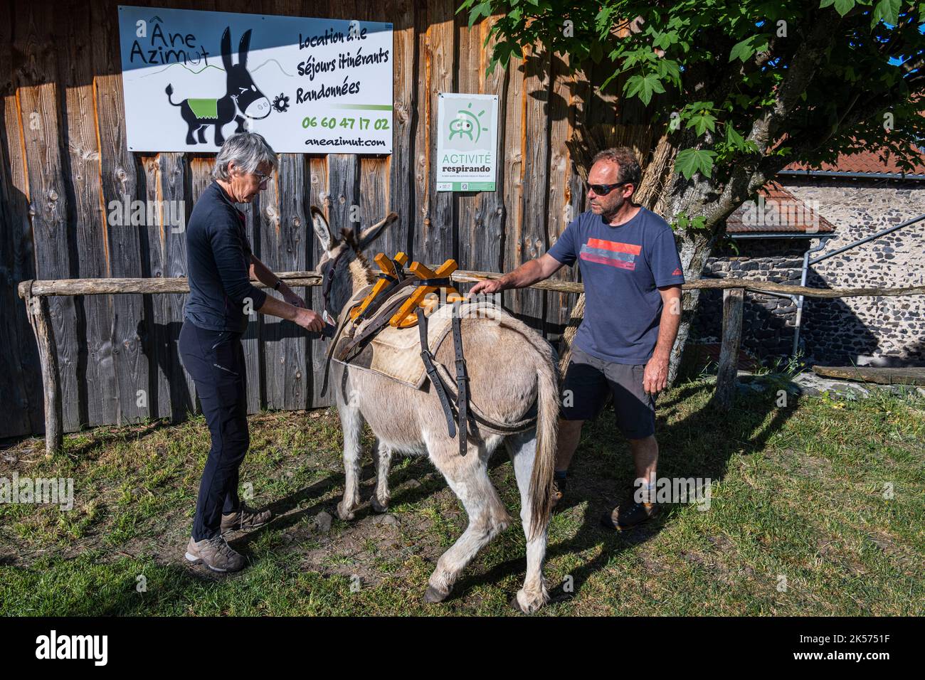 France, Haute Loire, Le Monastier-sur-Gazeille, hiking with a donkey on the  Robert Louis Stevenson Trail (GR 70), meeting with the donkey Anatole at  Christophe Galland from Ane Azimut who teaches us how