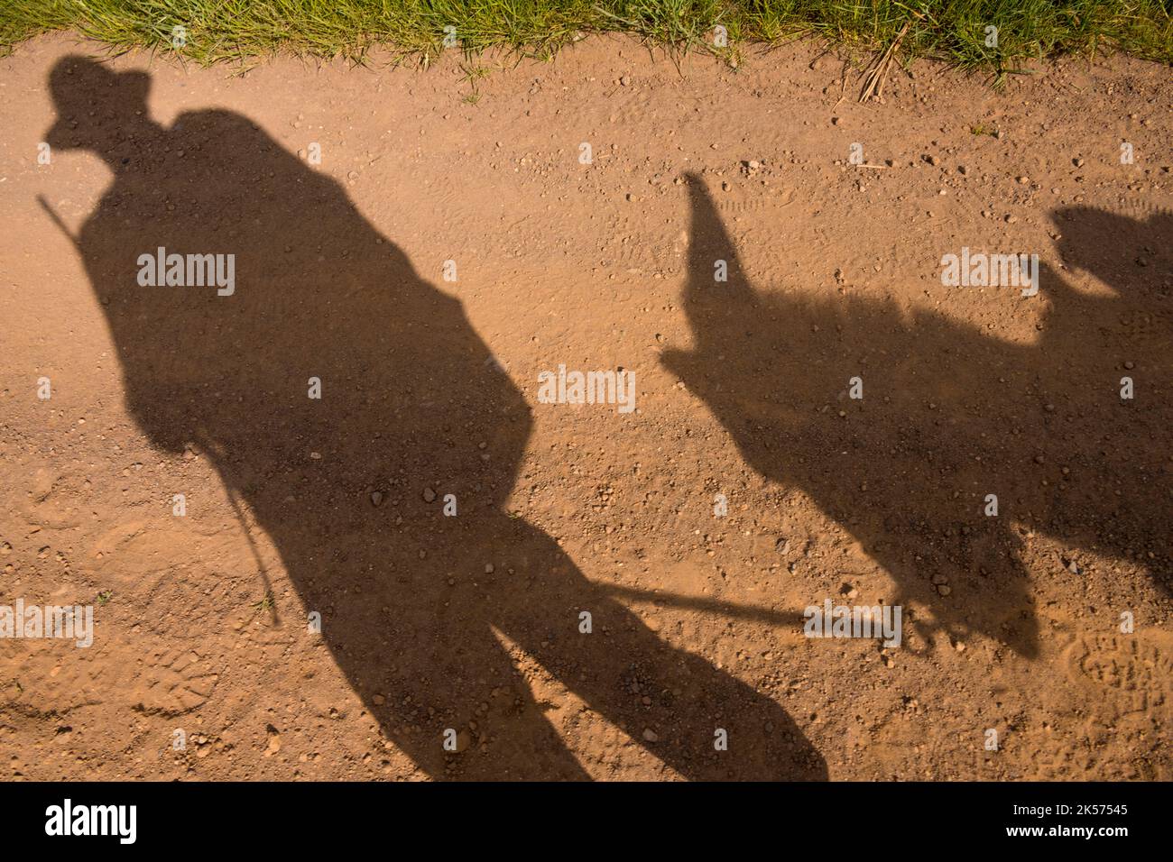 France, Haute Loire, hiking with a donkey on the Robert Louis Stevenson Trail (GR 70), shadow of hiker and his donkey on the track Stock Photo