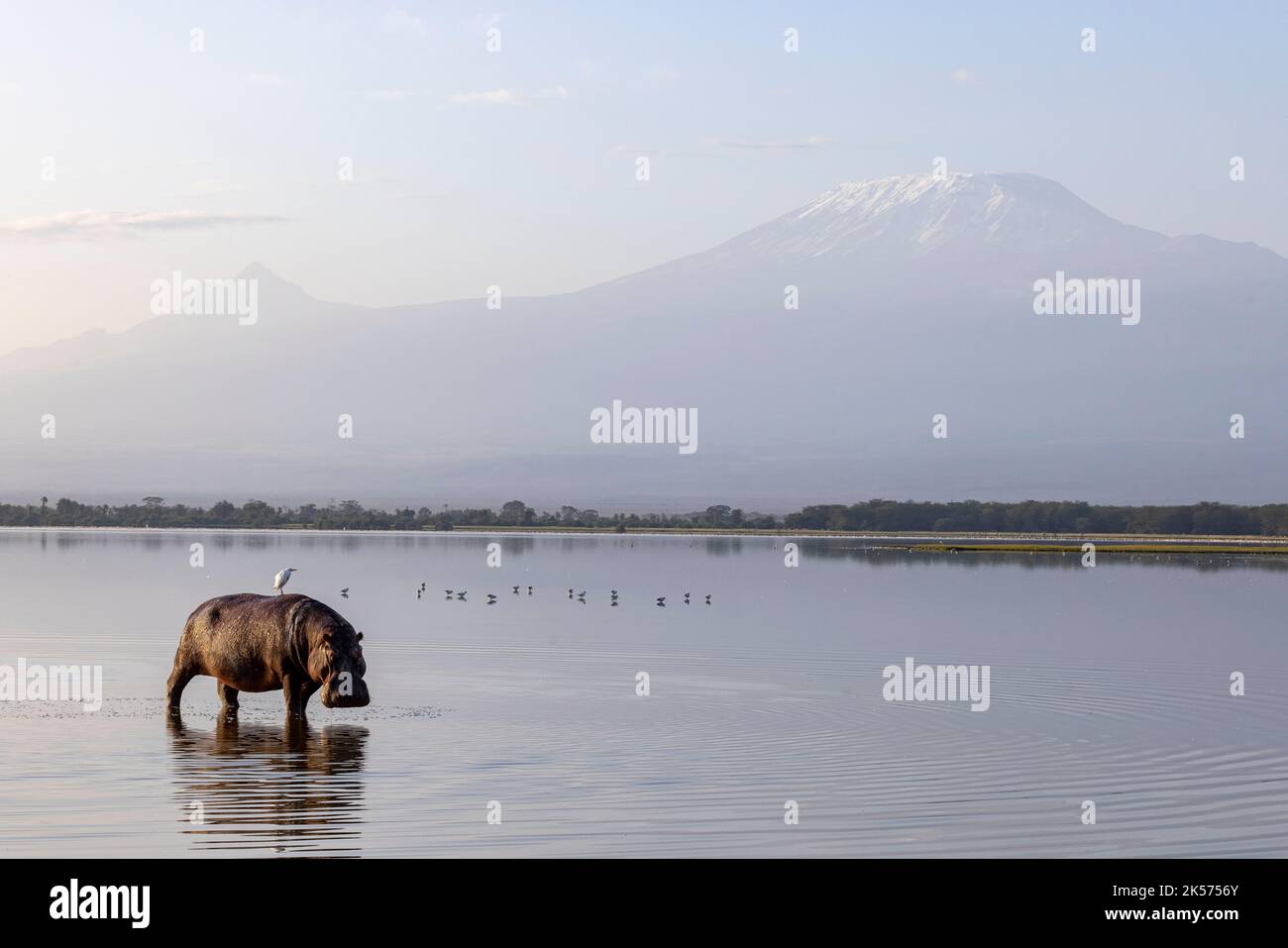 Kenya, Amoseli national park, Hippopotamus (Hippopotamus amphibius), in front of Mount Kilimandjaro Stock Photo