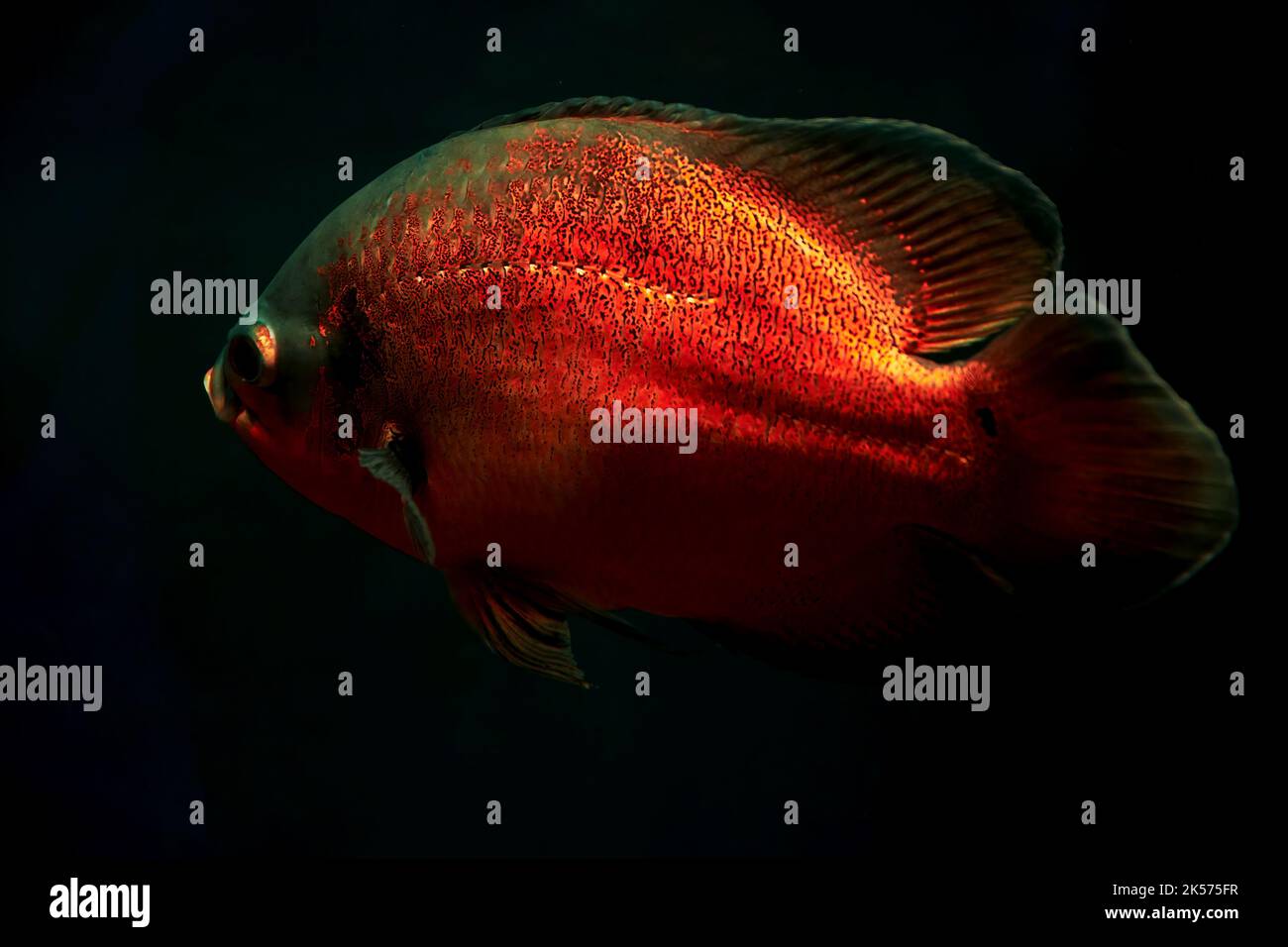 Big vivid red Astronotus fish deep in the dark ocean water. Neon lights. Animals in the wild Stock Photo