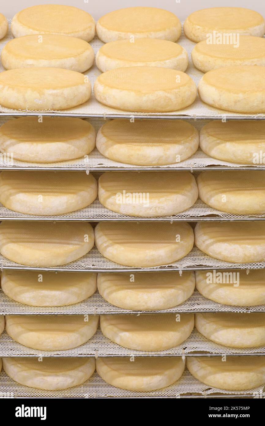 France, Cote d'Or, Saint Nicolas les Citeaux, Notre Dame de Citeaux abbey (founder of the Cistercian order), maturing cellar for Citeaux abbey cow's milk farm cheeses made by the monks of the order of Cistercians Trappists Stock Photo