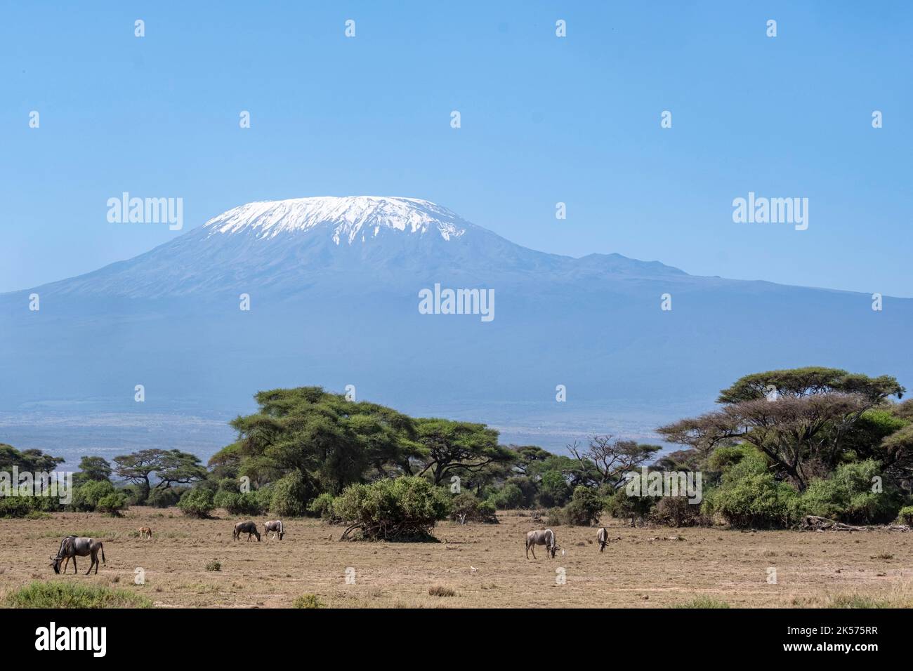 Kenya, Amboseli national park, wildebeest (Connochaetes taurinus), in front of Mount Kilimandjaro Stock Photo