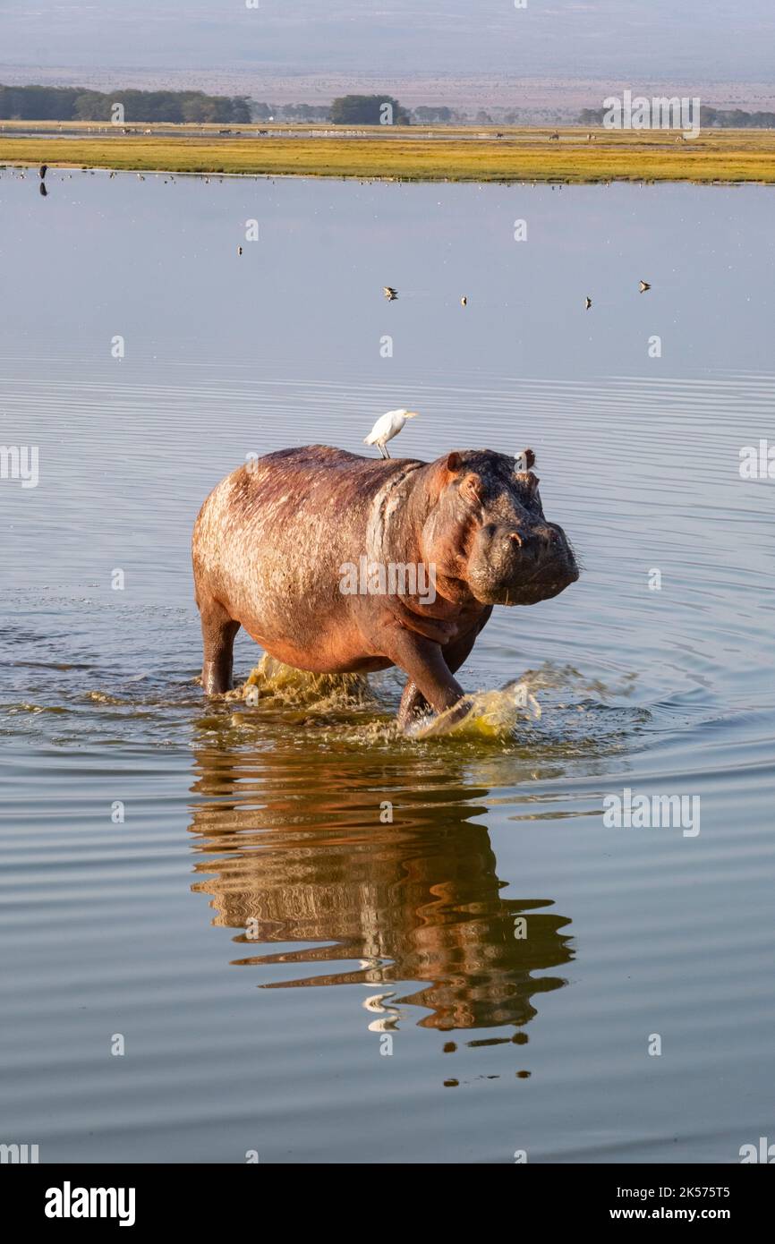 Kenya, Amoseli national park, Hippopotamus (Hippopotamus amphibius), and cattle egret Stock Photo