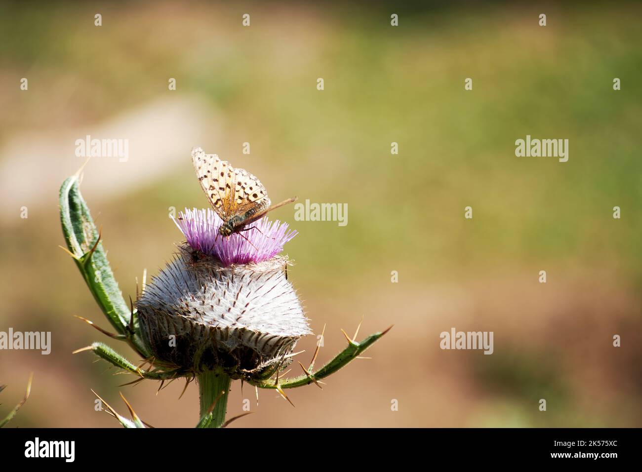 Spotted orange butterfly on the blossom purple thistle flower on the meadow. Animals and insects in the wild Stock Photo