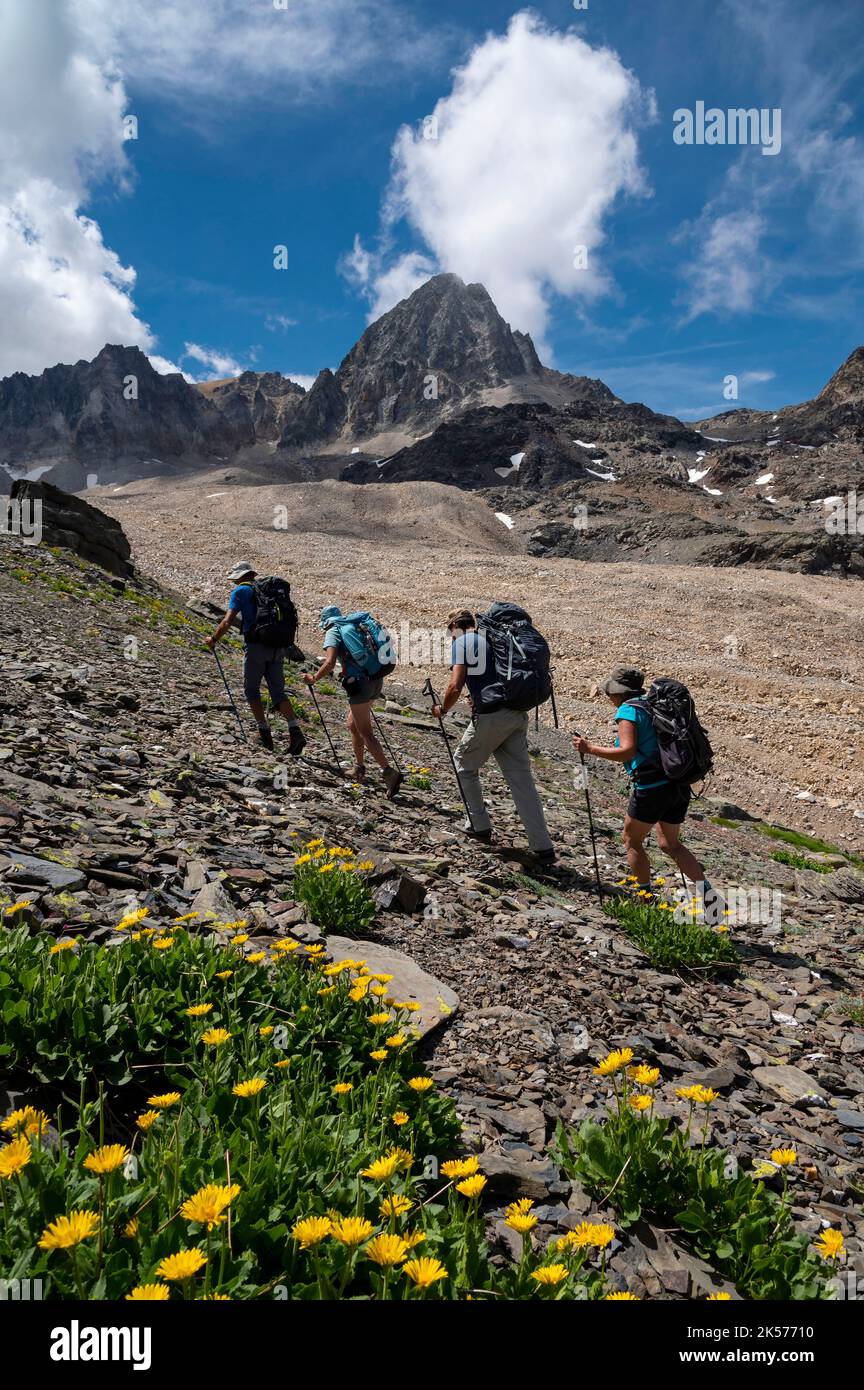 France, Savoie, Valmeinier, Thabord massif, trek around Thabord, group of hikers in the wild Cheval Blanc valley, flowers of Doronic and Pic du Thabor and black glacier Stock Photo