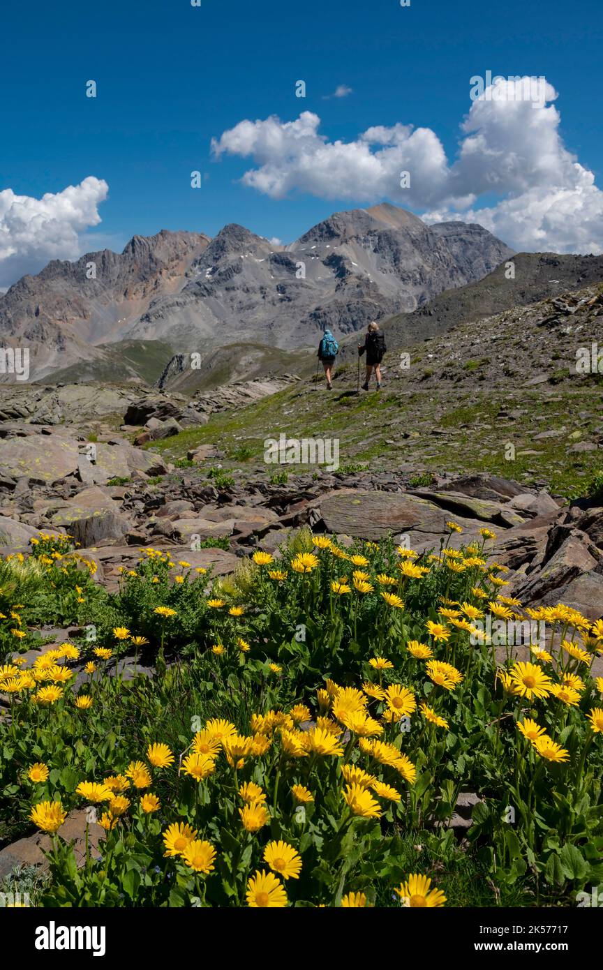 France, Savoie, Valmeinier, Thabor massif, treck tour of the Thabor, in the descent of the Cheval Blanc pass hikers and flowers of Doronic Stock Photo