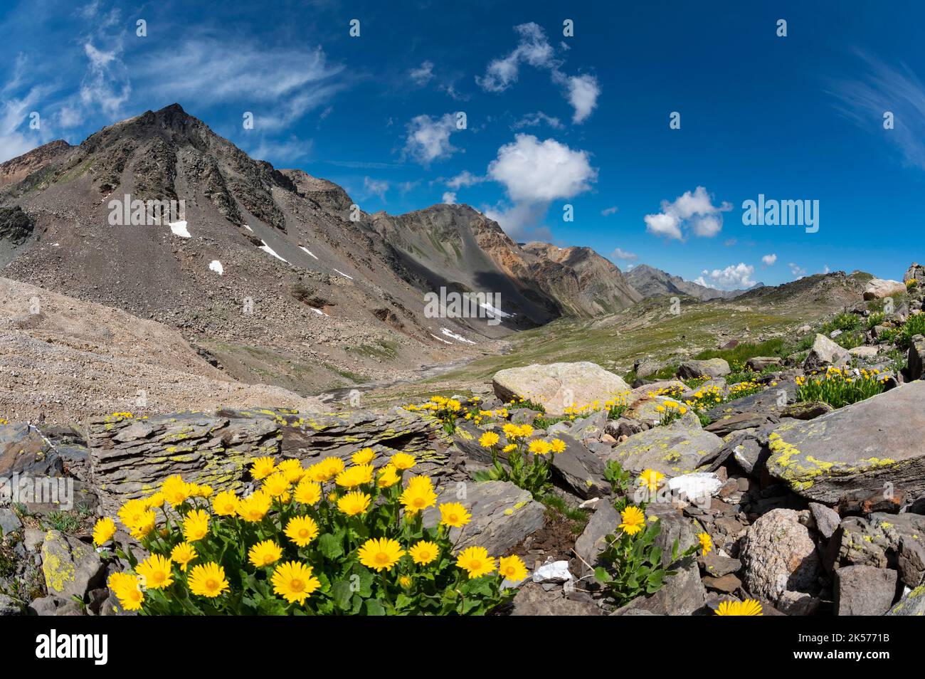 France, Savoie, Valmeinier, Thabor massif, Thabor tower trek, Doronic flowers in the wild valley of the Cheval Blanc and the tip of Terre Rouge Stock Photo
