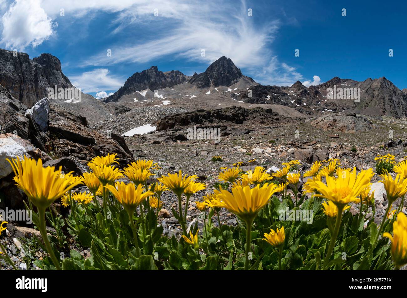 France, Savoie, Valmeinier, Thabor massif, trek around the Thabor, at the Chaval Blanc pass, flowers of Doronic and the peaks of the Chaval Blanc, , the Pic du Thabor and the Thabor Stock Photo