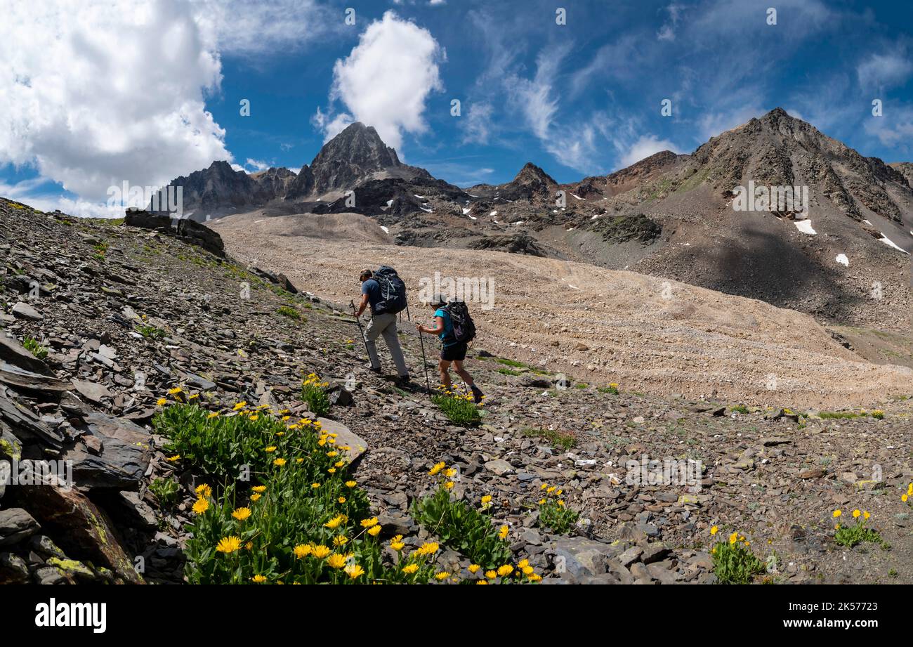 France, Savoie, Valmeinier, Thabord massif, trek around Thabord, group of hikers in the wild Cheval Blanc valley, flowers of Doronic and Pic du Thabor , Pointe de Terre Rouge and black glacier Stock Photo
