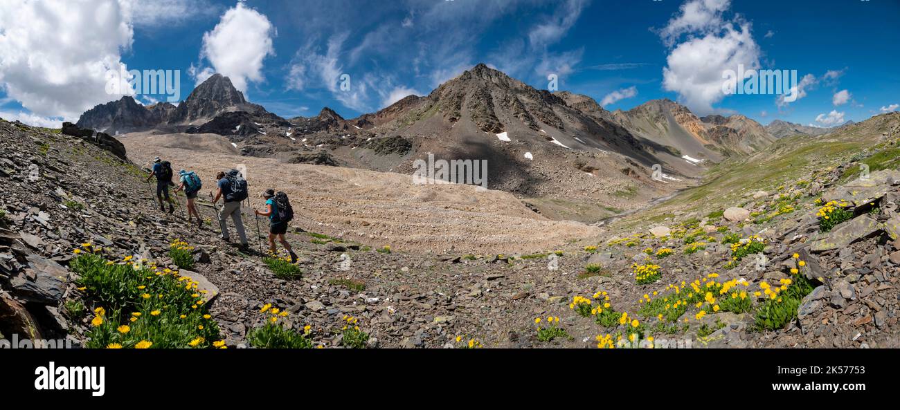 France, Savoie, Valmeinier, Thabord massif, trek tour of Thabord, group of hikers in the wild valley of Cheval Blanc , flowers of Doronic , Pic du Thabor (3058m) , Pointe de Terre Rouge (3080m) and black glacier in panoramic view Stock Photo