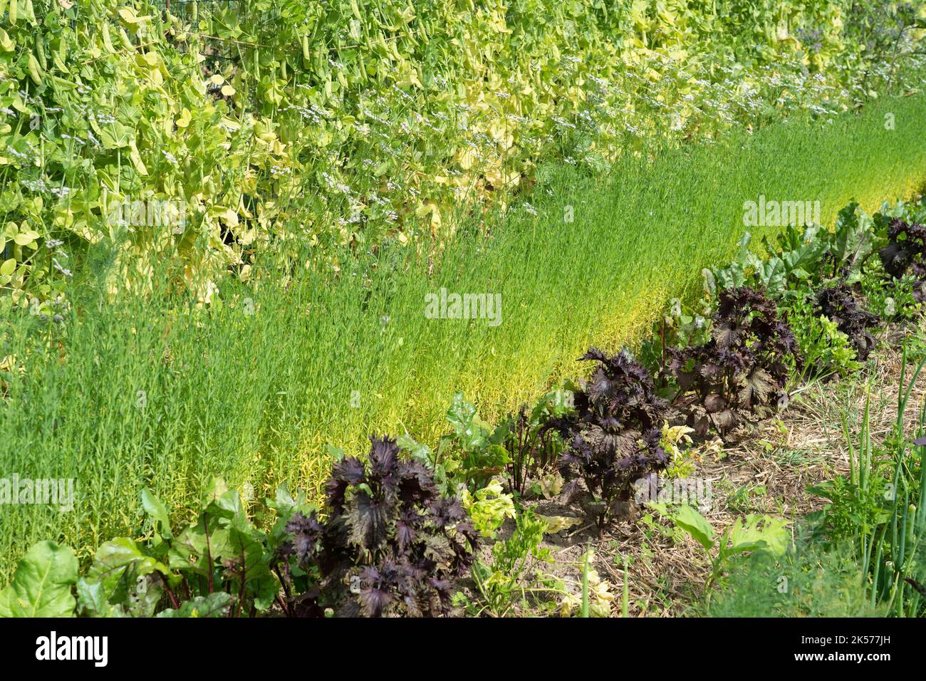 France, Seine Maritime, Tourville sur Arques, Miromesnil castle, Guy de Maupassant's birthplace, remarkable vegetable garden, row planted with flax Stock Photo