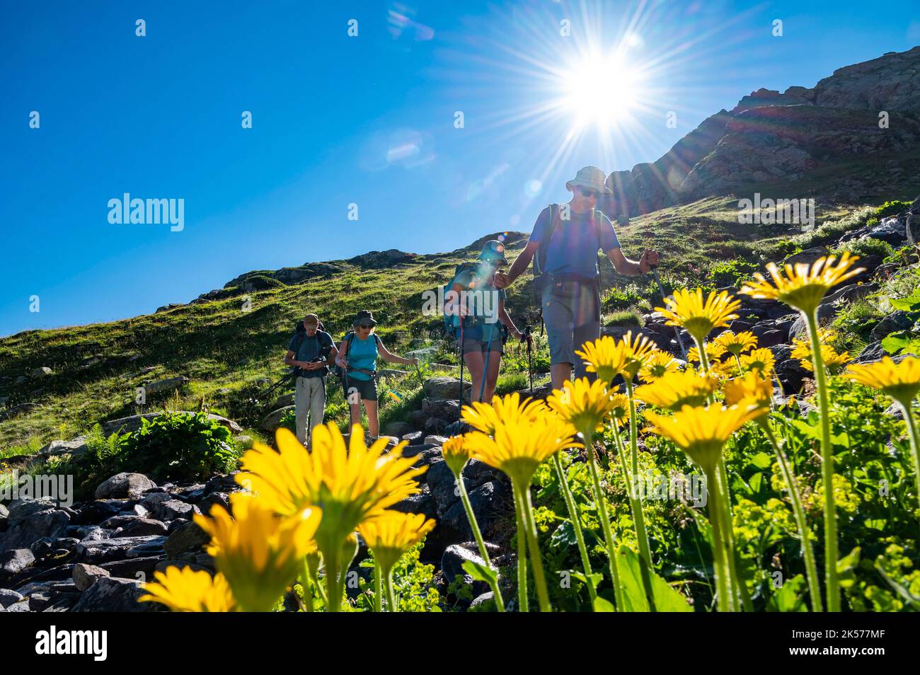 France, Savoie, Valmeinier, Thabor massif, trek around the Thabor, group of hikers in the Bissorte valley and Doronic flowers Stock Photo