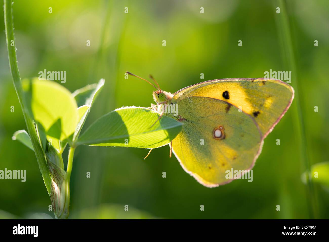 France, Auvergne, Puy de Dome, Saint Angel, Combrailles, butterfly of