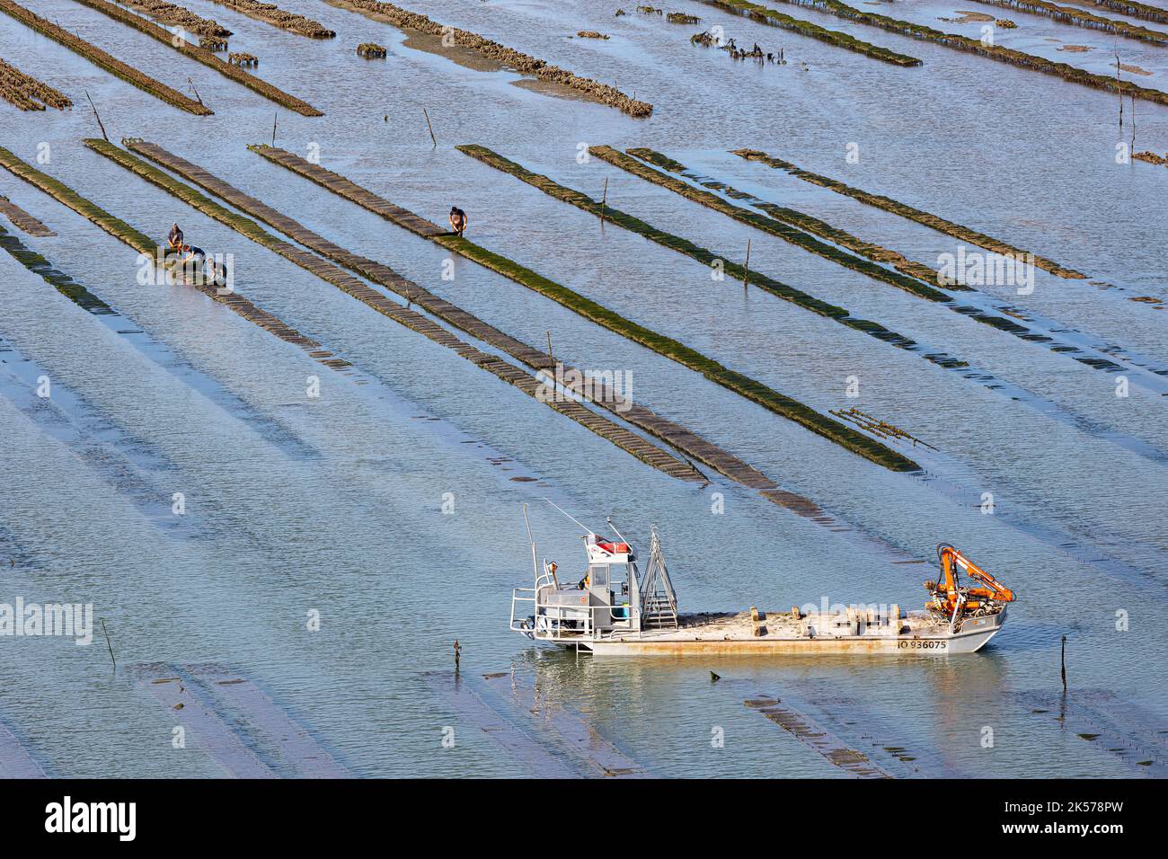 France, Charente Maritime, Le Chateau d'Oleron, oyster boat and oyster