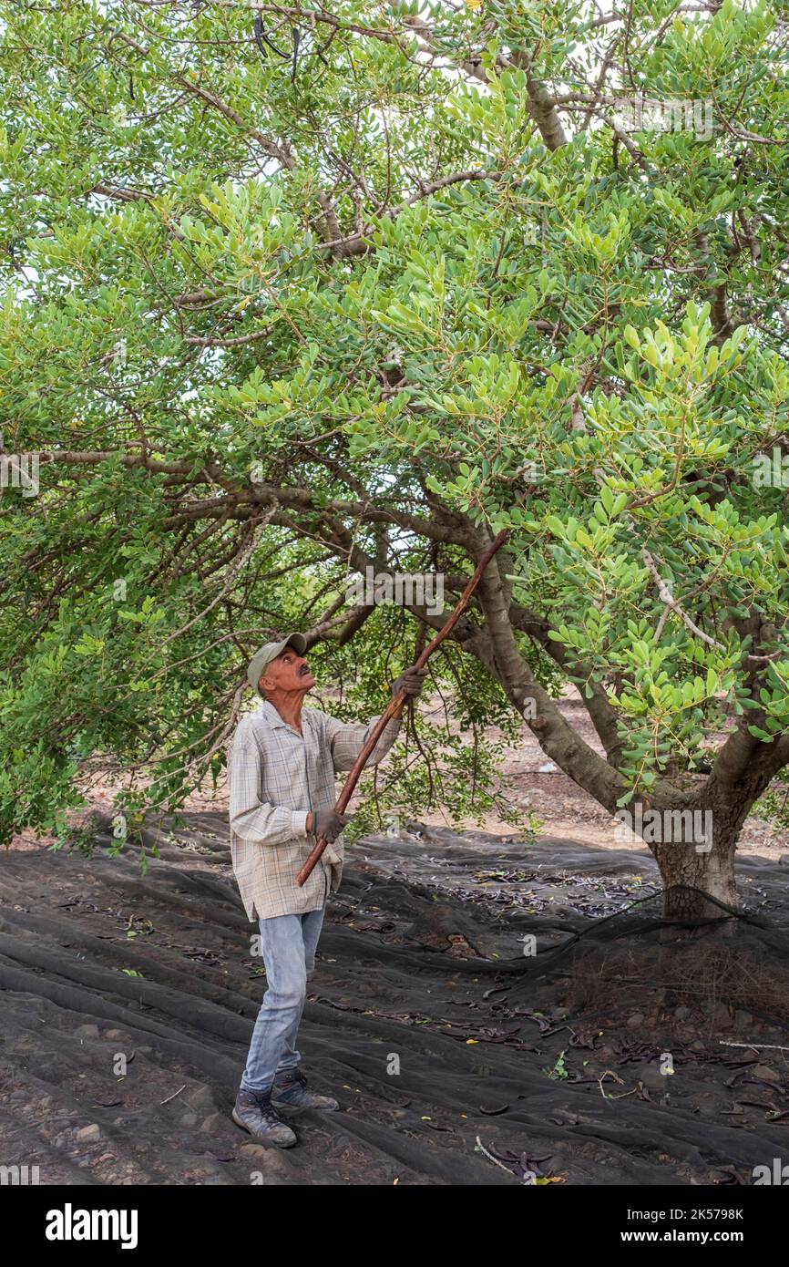 1 carob tree hires stock photography and images Alamy