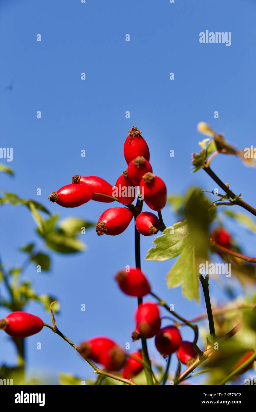 Rose hips from Dog rose (Rosa canina Stock Photo Alamy