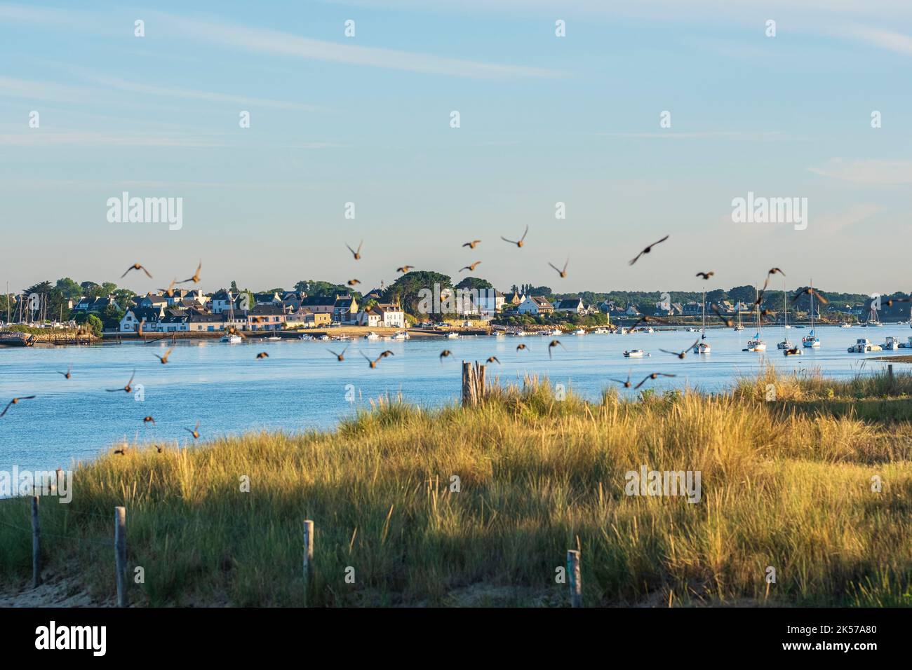 France, Morbihan, Etel, stage on the coastal footpath or GR 34 long ...