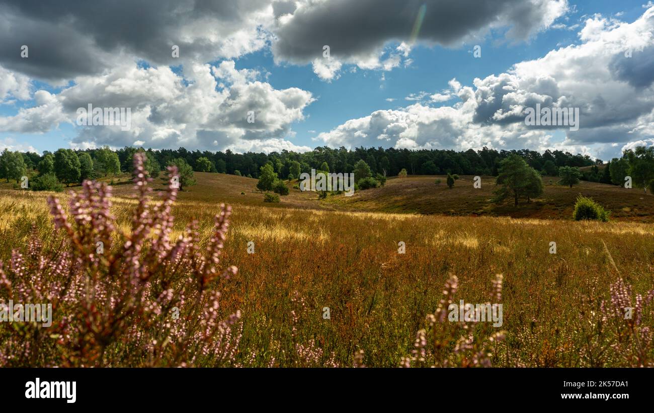 The picture shows the Lüneburgerheide in fine weather the heath bloom Stock Photo