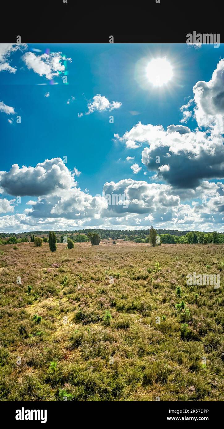 The picture shows the Lüneburgerheide in fine weather the heath bloom Stock Photo