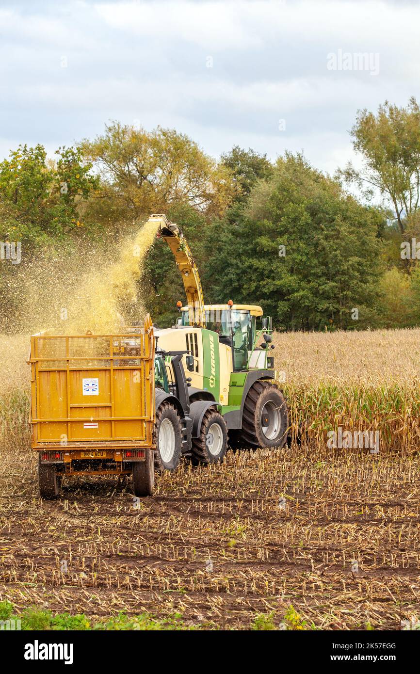 Farmer agricultural contractor farm  worker using Krone Big X 700 - Self-Propelled Forage Harvester ,harvesting and cutting maize in the autumn Stock Photo
