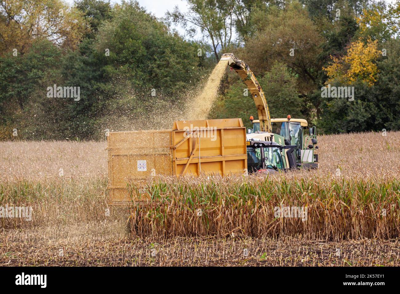 Farmer agricultural contractor farm worker using Krone Big X 700 Self