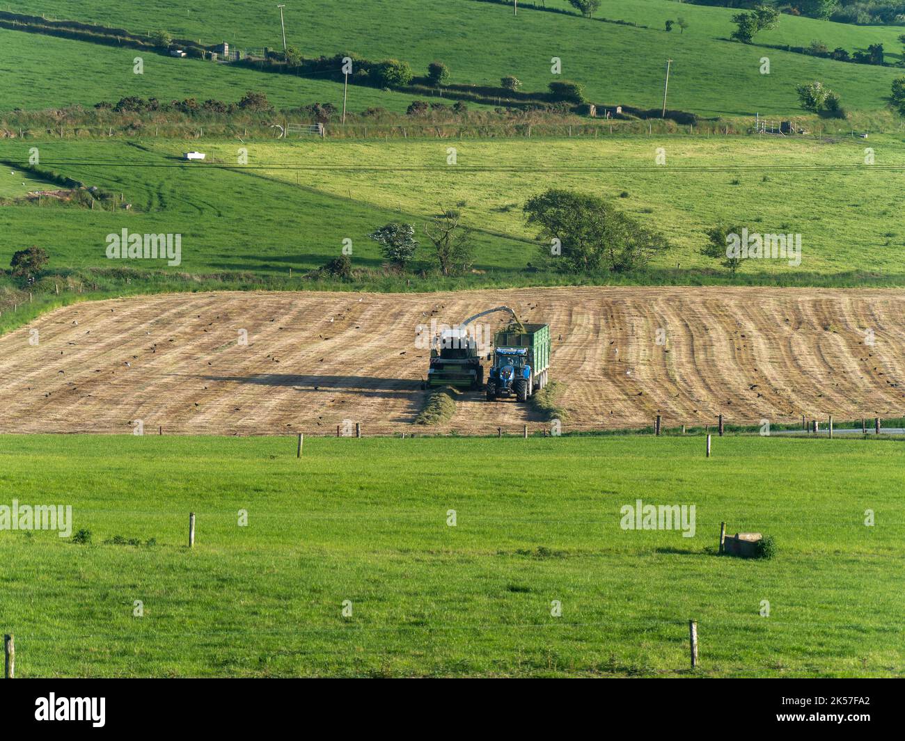 County Cork, Ireland, May 28, 2022. An silo harvester produces animal