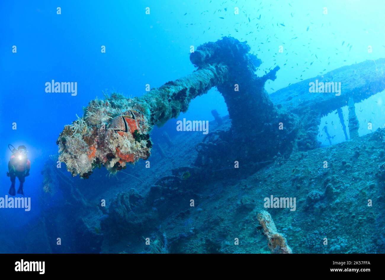 Egypt, Red Sea, Thistlegorm wreckship, the anti-aircraft machine gun ...