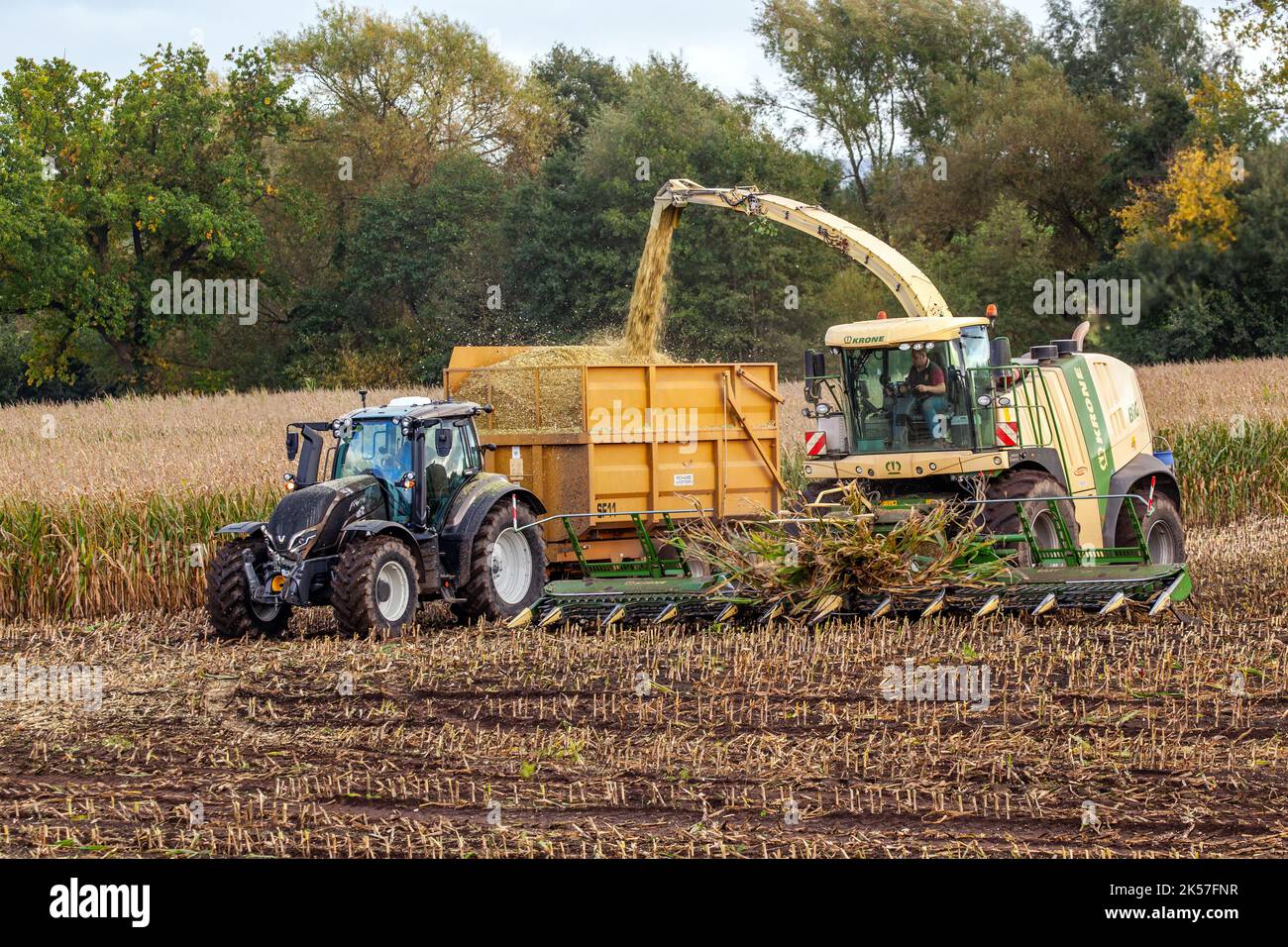 Farmer agricultural contractor farm worker using Krone Big X 700 Self