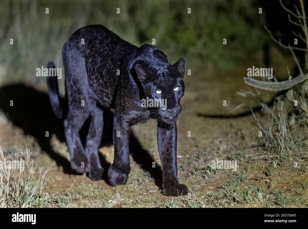 Kenya, Laikipia County, Extremely rare photo of a Black Panther or African  Black Leopard (Panthera pardus pardus), melanistic form, evolving at night  in dry shrubby savannah, very special leopard subspecies,Body partially  digitally
