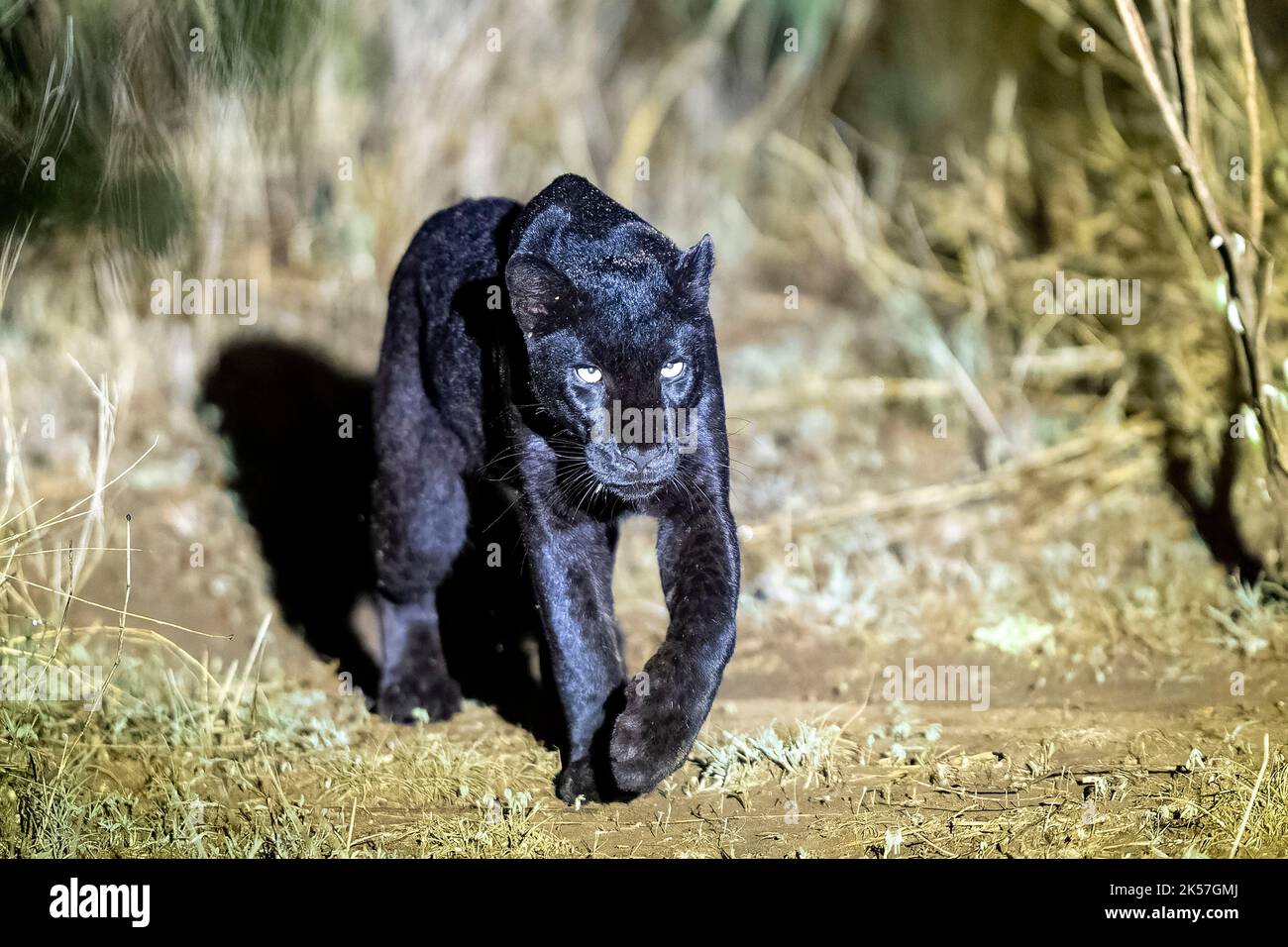 Kenya Laikipia County Extremely Rare Photo Of A Black Panther Or 