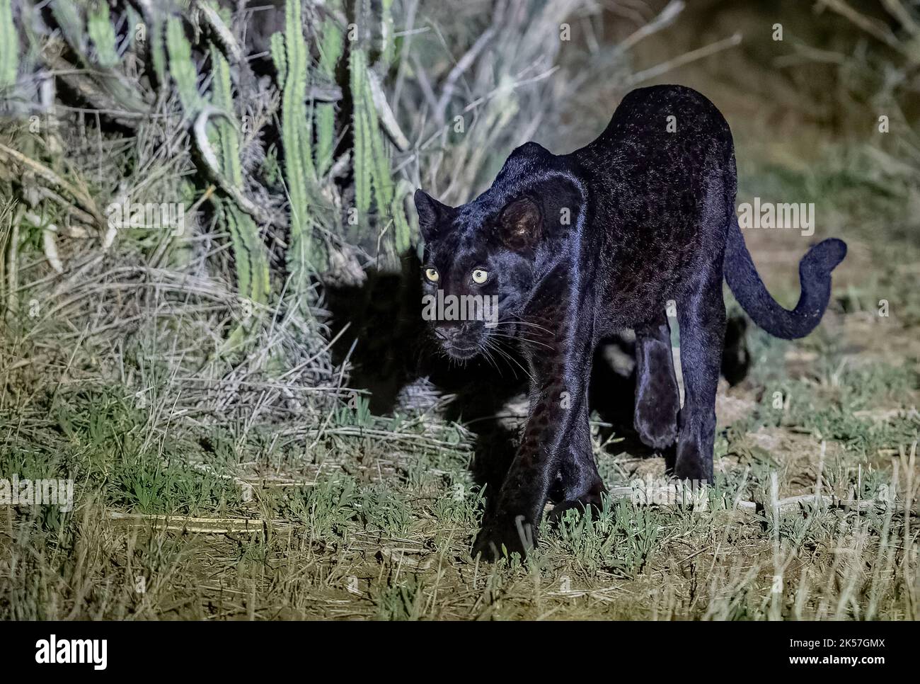 Rare Black Leopard Rare Black Leopard