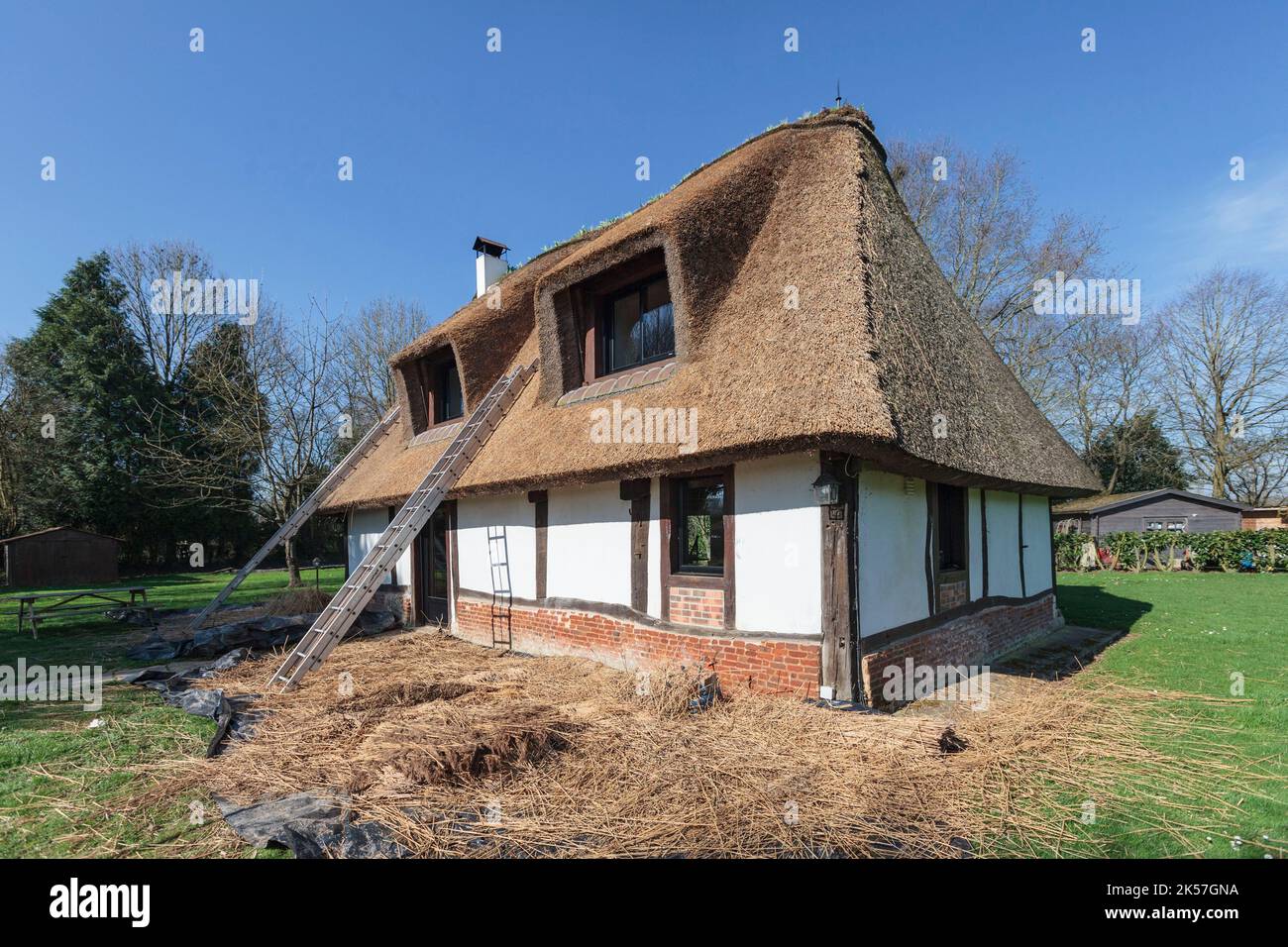 France, Eure, Route des Chaumières loop, near Pont-Audemer, Norman half-timbered house with thatched roof, roof renovation Stock Photo