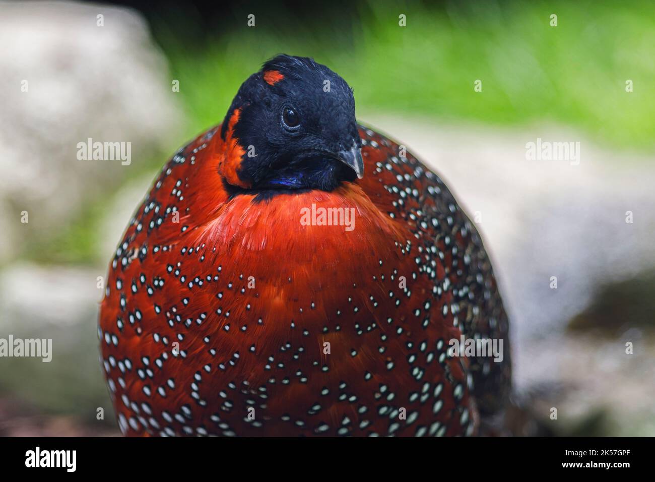France, Seine-Maritime, Clères, zoological park, portrait of Satyr tragopan(Tragopan satyra), also called crimson horned pheasant, belonging to the Pheasant family, bird native to Indian Himalaya Stock Photo