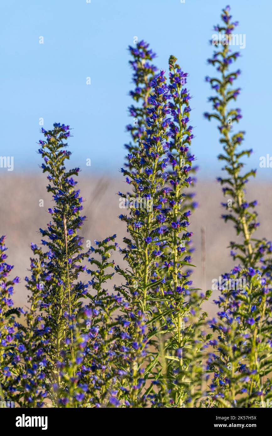 Echium vulgare l hi res stock photography and images Alamy
