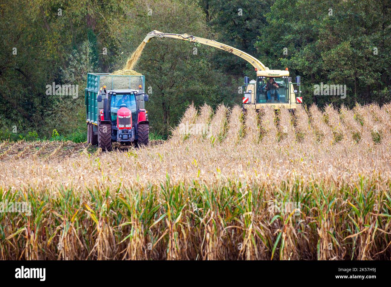 Farmer agricultural contractor farm worker using Krone Big X 700 SelfPropelled Forage