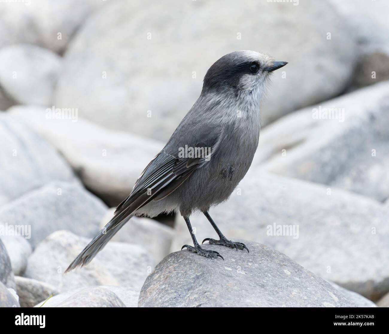 A Canada jay (Perisoreus canadensis) perches on a rock along the Lapie