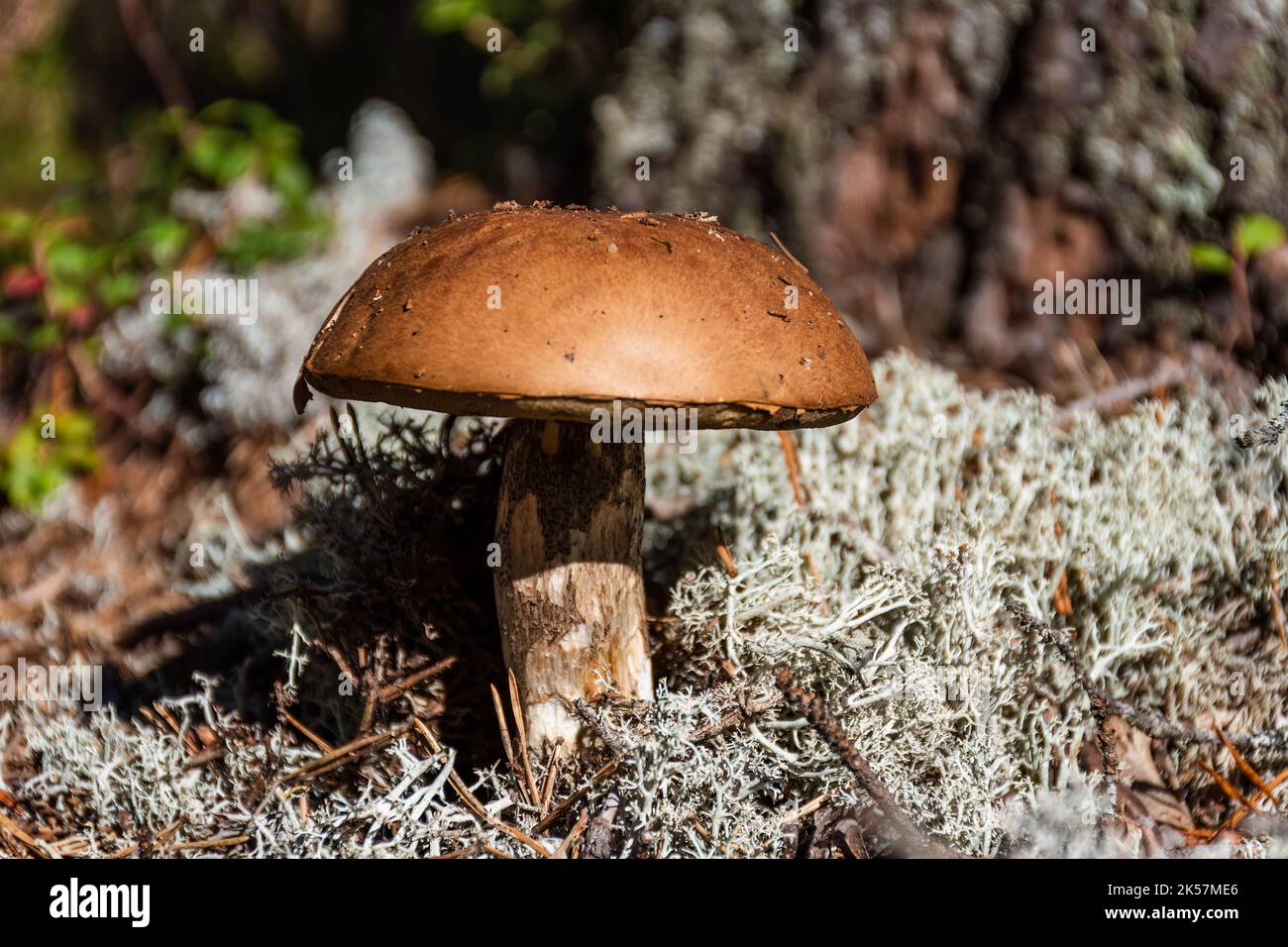 Brown mushroom (Leccinum scabrum) commonly known as the rough-stemmed violet, scaber stalk, or birch bolete among the white lichen. Close up shot in n Stock Photo